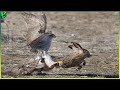12 best hawk attacks caught on camera