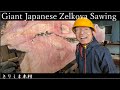 【製材】めおと欅keyaki　巨木　Giant Japanese Zelkova Sawing