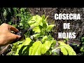 Cosecha de hojas - Huerta organica