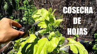 Cosecha de hojas - Huerta organica