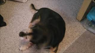 Mentally retarded dog makes funny noises