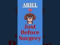 Our beloved rescue dog Ariel 🐶❤️ just had bilateral elbow surgery 🦴 and needs help ...