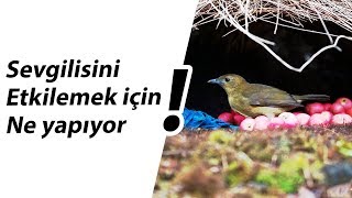 Vogelkop çardak kuşları