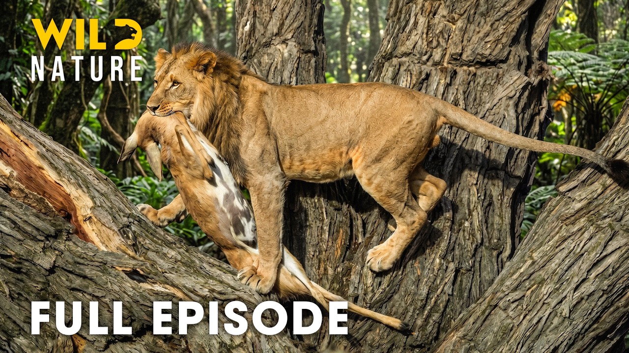 Wild Congo (Full Episode) | Survival Battle of the Last Lion King | nature documentary 