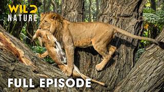 Wild Congo (Full Episode) | Survival Battle of the Last Lion King | nature documentary