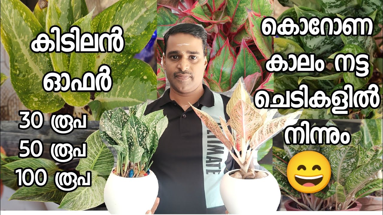 Best Indoor plants കാട് പിടിച്ചു വളരുന്നു indoor plants kerala YouTube