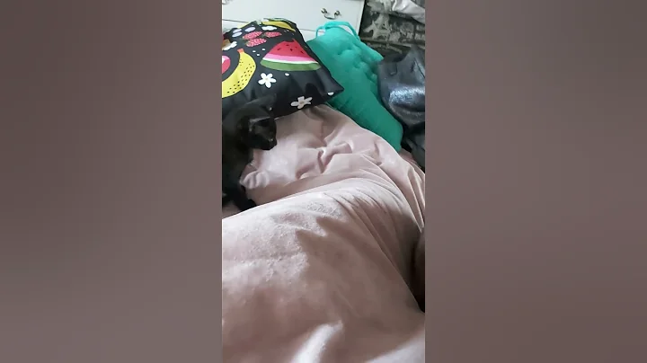 Watch the video about #orientalkittens #leonardo #josie #galina #emerald #dior BEAUTIFUL ORIENTAL KITTENS PLAYING 💖😍🥰😊💋😘🐈