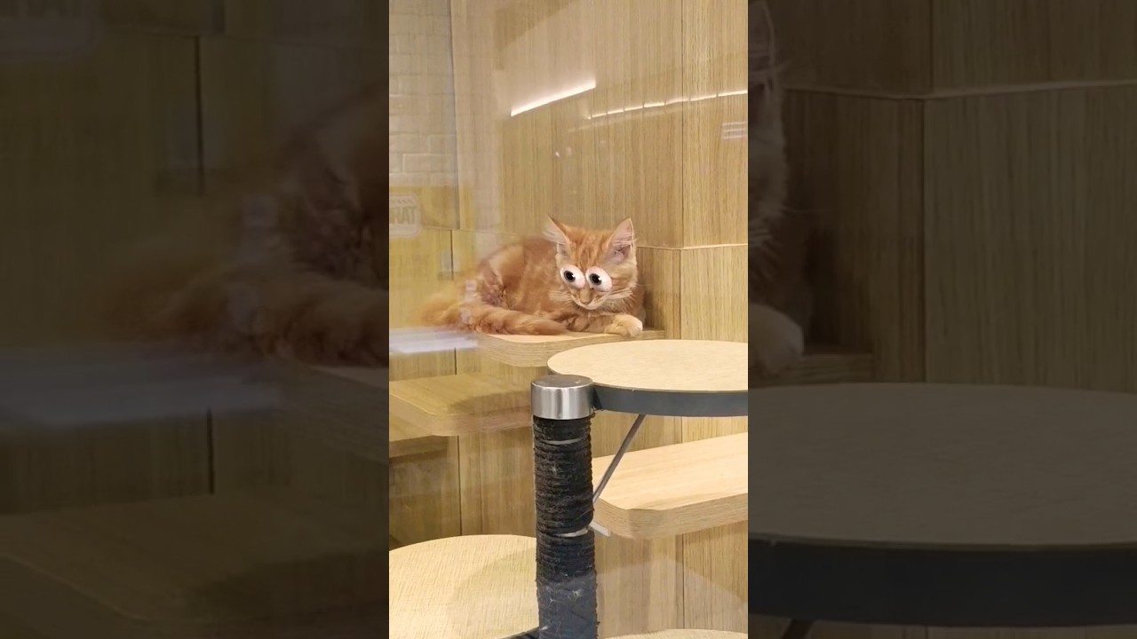 Cat Gets Angry When You Stare at His Bulging Eyes 