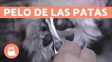 ¿Hay que recortar las almohadillas de las patas?