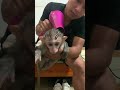 blow dry the monkey&#39;s hải - Baby Monkey Animal