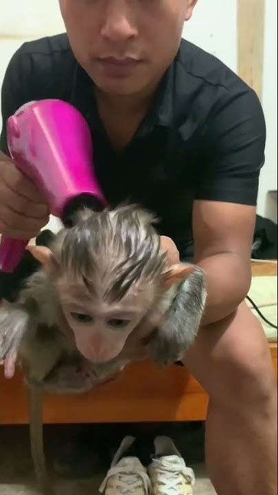 Baby Monkey Animal Youtube