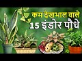 कम देखभाल वाले इन 15 पौधो को जरूर लगाए । Best Indoor Plants in India