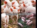 Profitable piggery - ಲಾಭದಾಯಕ ಹಂದಿ ಸಾಕಣೆ.