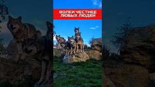 Волки самые мудрые создания! #shorts #животные #волк