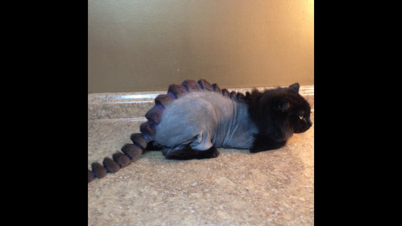 Merlin The Dragon Cat ~ Feline Fashionista - YouTube