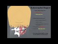 Suboccipital Muscles and Structures | Origins, Insertion, Etc.