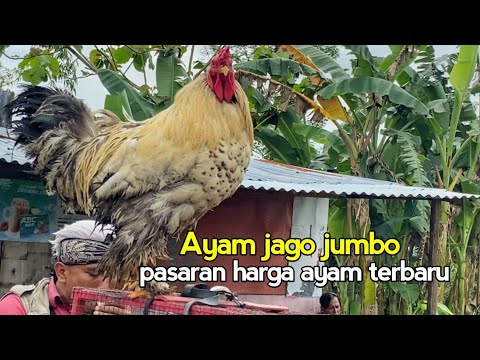 Jual ayam brahma ori impor | tersedia anakan 4 ekor