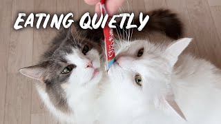 Cats eating treats quietly | Norwegian forest cat by Norwegian Forest Cats 578 views 1 year ago 3 minutes, 19 seconds