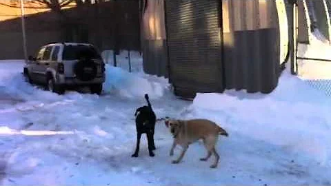 Neve, Arthur & the massive snow