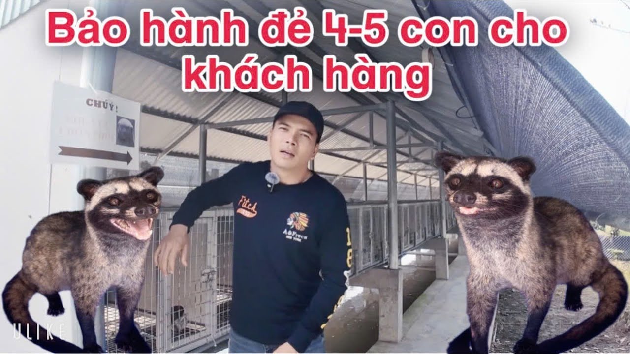 Phân biệt chồn cam thật và bảo hành đẻ 4-5 con cho khách hàng (Trại chồn ba Long)