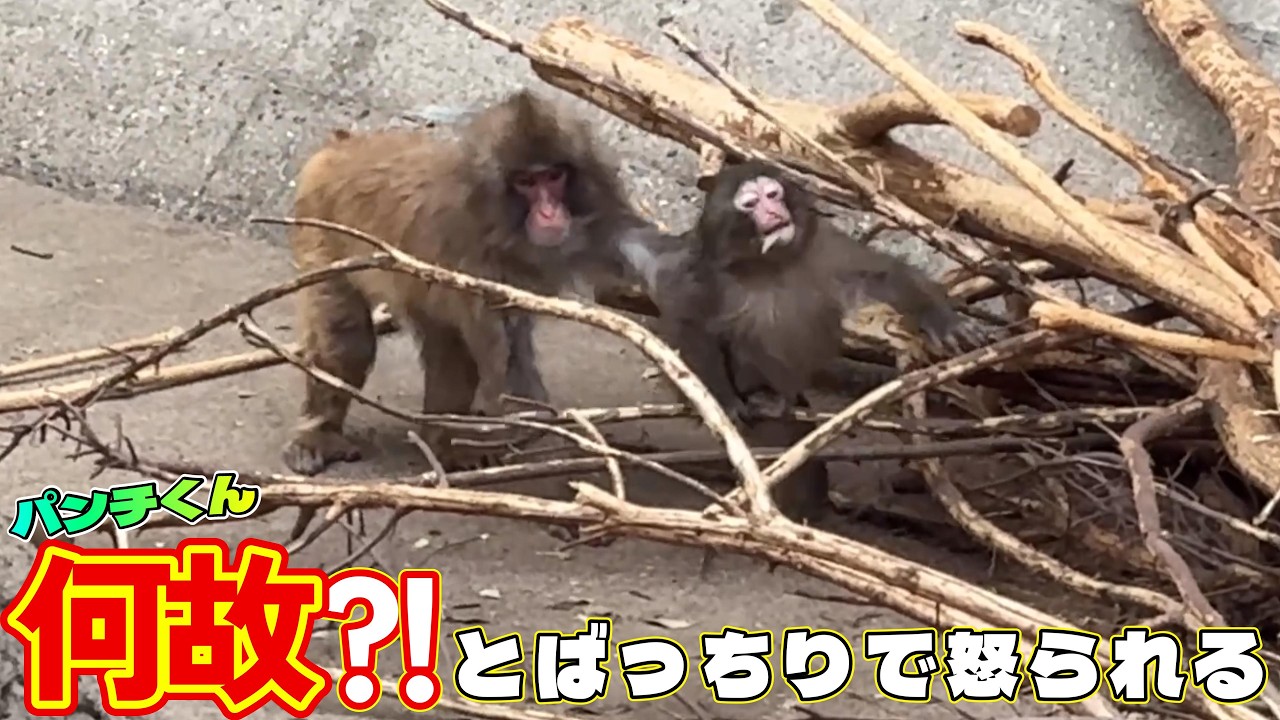 番外編 とばっちりで怒られるパンチくん…【番外編】【市川市動植物園】ニホンザル