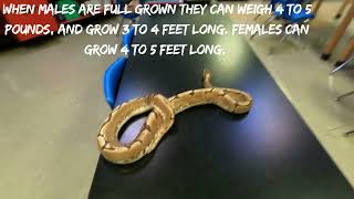 Larry and Pip- Black Pastel pied & Spider phase Ball Pythons!