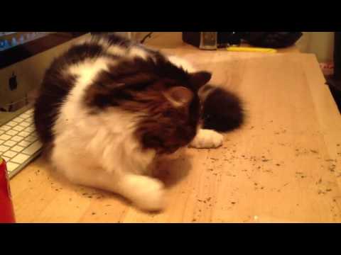 George's first Catnip