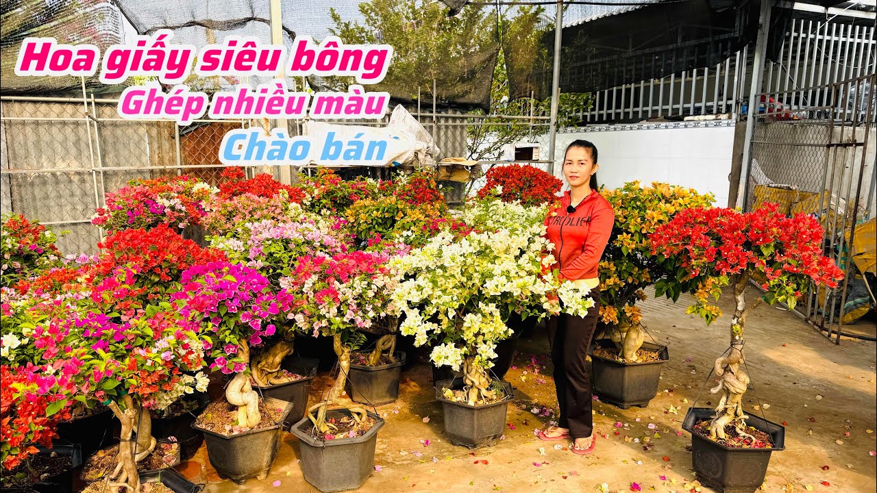 Hoa giấy nhiều loại ghép nhiều màu chào bán bao phí ship..18/01😘📲 0907.426.576.My-My