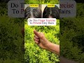 How To Reverse Greying Of Hair Naturally Best Hand Exercise For Grey Hairs Trimukyoga mp3