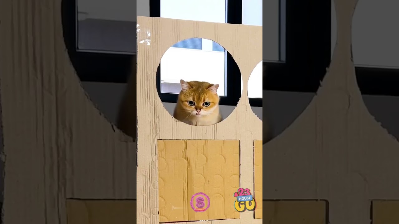 KEGAGALAN Parkour Kucing... atau Kemenangan? 🐾🤣 Siapa lagi yang suka prank gagal? 🙋 Termasuk kucing!