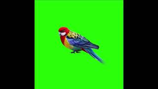 Red Parrot Cartoon Green Screen Video