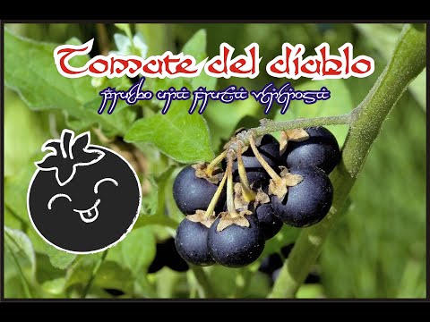 Video: ¿Solanum nigrum es venenoso para los perros?