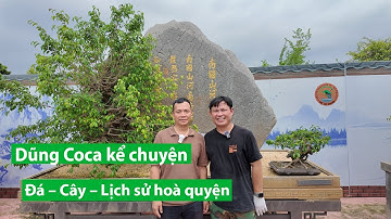 Thần Thư Kỳ Cảnh – Tác phẩm lịch sử từ đá và cây của nghệ nhân Dũng Coca | Việt Nam hương sắc