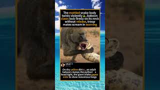 Baboon Troop Captures Giant Python🐒: Primates Team Up To Subdue Deadly Serpent#Baboon #Python