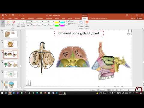 العظم الغربالي  