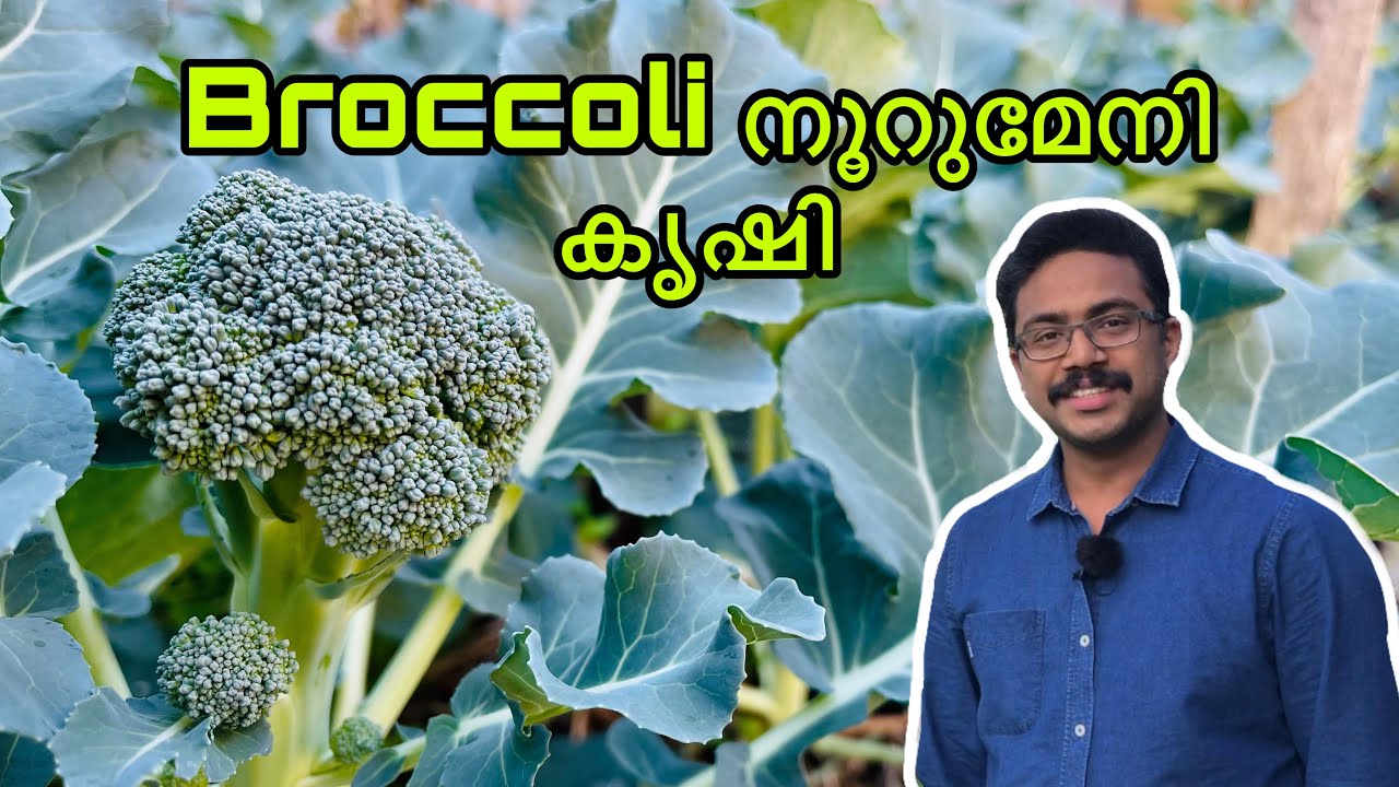 ബ്രോക്കോളി കൃഷിയും പരിപാലനവും Broccoli Krishi Malayalam Broccoli