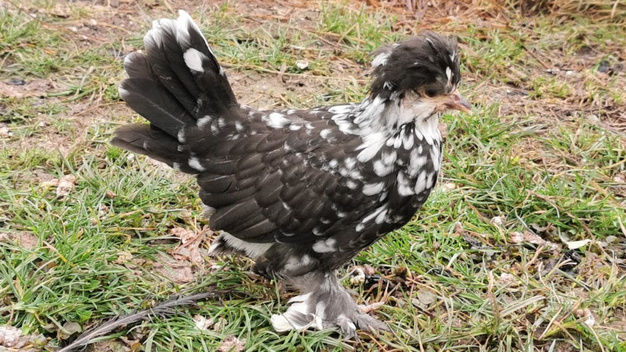 Videoclip cu toate animalele