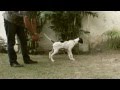 English Pointer Training - Yard work - Check Cording の動画、YouTube動画。