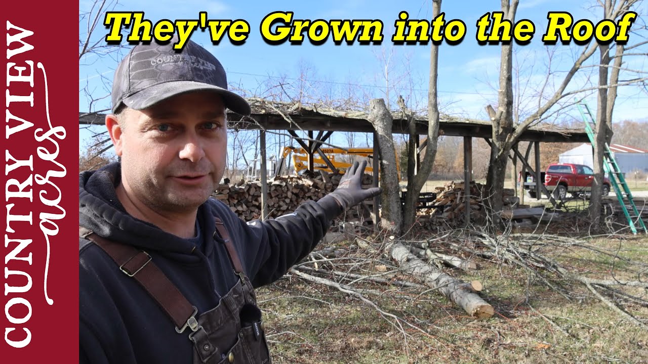 Cutting Down the Trees that are growing into the Firewood Shed Roof ...