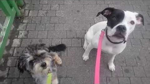 Amy und Struppi