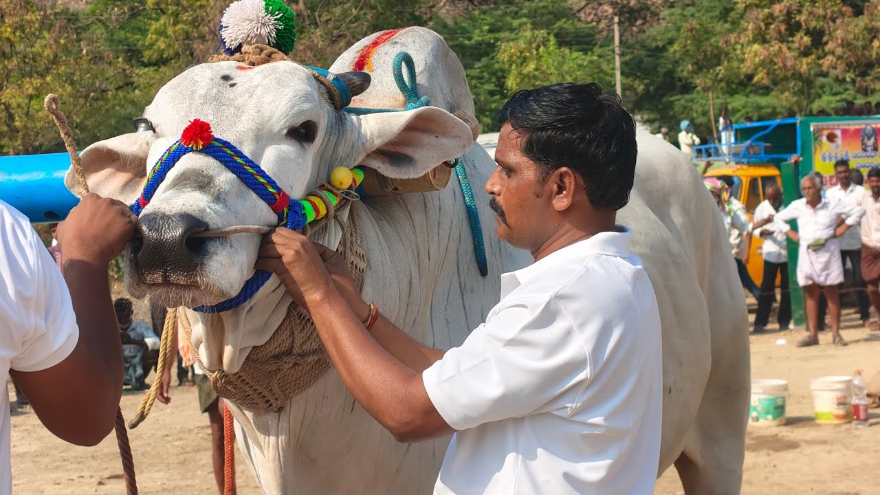 నరవ గ్రామం సీనియర్స్ విభాగం 6 వ జత BRKR BULLS