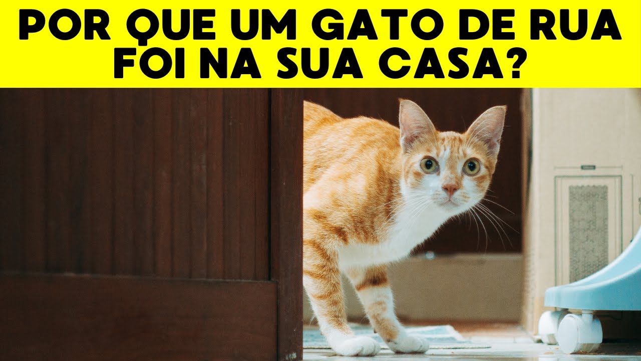 5 SINAIS ESPIRITUAIS quando um gato de rua aparece na sua casa!