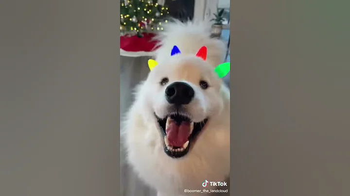 Merry Christmas From A Cute Golden Retriever