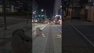 Tug-of-War Ensues After Dog Resists Going Home