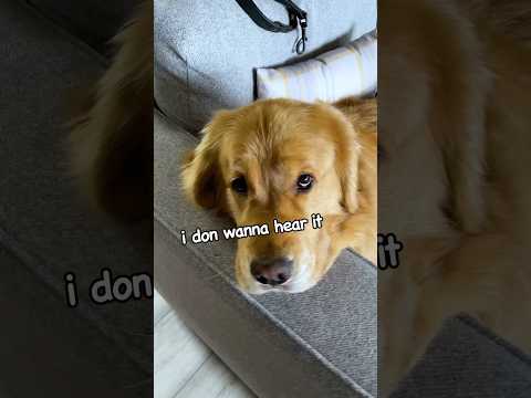 Video: Gentile Dogsitter