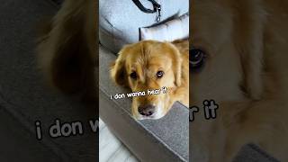 Emotions of a golden #funnydogs #goldenretrievers #cutestdogs