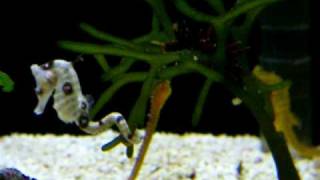 タツノオトシゴの可愛い食事シーン 捕食動画ナビ タツノオトシゴの可愛い食事シーン 捕食動画ナビ