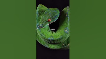 Green Tree Python So Beautiful 😍 Very Special