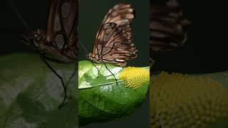 Kupu-kupu bertelur di daun #shorts #alam #nature #naturelovers #wildlife #insects #layingeggs #lucu