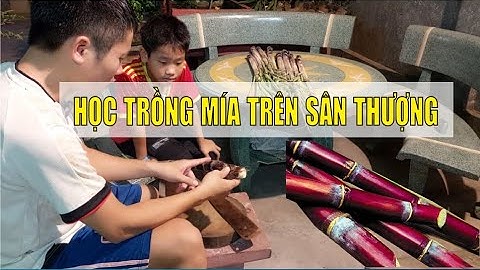 Trồng Cây Mía trong chậu